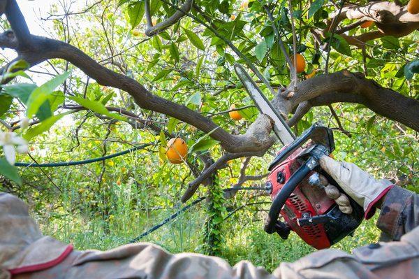 Tree pruning