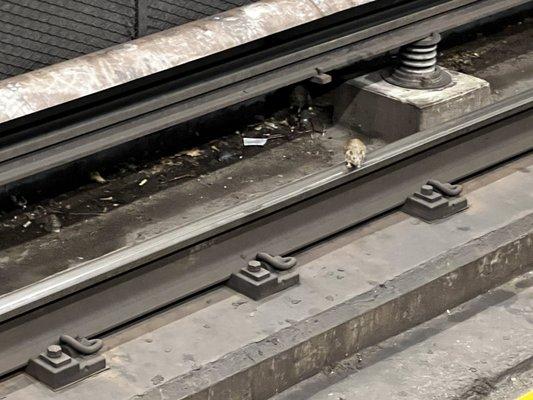 Don't be surprised if you see rats in the station.  This rat was standing on the train track.