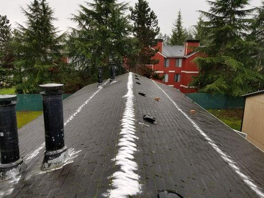 Applying moss killer to roof.