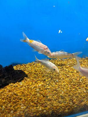 The red and white growth on this koi fish's head is a bacterial infection. These fish are still on displayed, waiting to be sold.