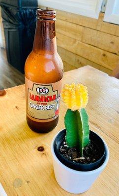 Jamaican Ginger Beer (& pretty flowering cactus  )