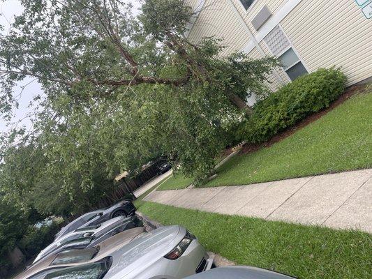 Tree broken. Waiting for insurance claim.  Not a check.  Concerned?