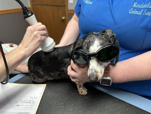 Pepper receiving one of her laser therapy treatments.