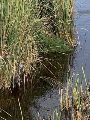 Tri-colored heron ( on the left, in grass)