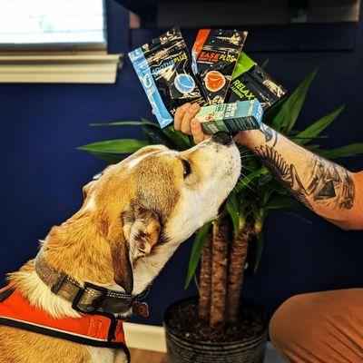 Even our own dogs can't get enough of these CBD treats