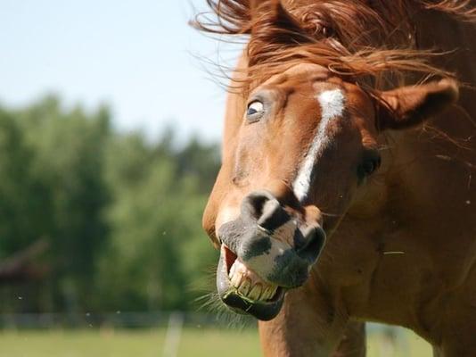 Stop Horse'n Around | Patio Furniture Dickson TN.