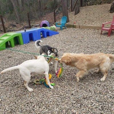 Remi enjoying his playtime at Haw Creek Per Care. They are the best!!!!