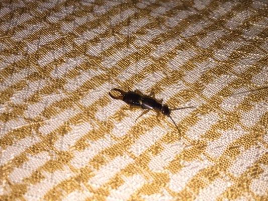 This earwig was crawling on top of the bed when I walked into room 248.