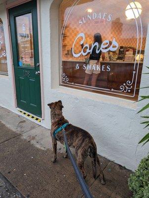 Patiently waiting for his pup cup