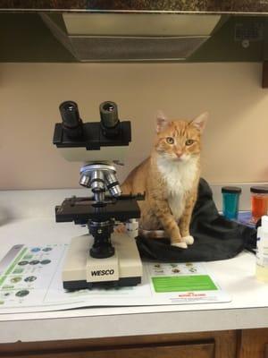 Pippin is one of our three clinic cats, as the designated greeter of the clinic, he is the one you are most likely to see when you visit.