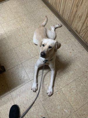 Just my good boy waiting in the exam room.