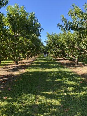 Long rows of orchards