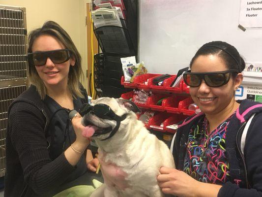 Laser Therapy - Everyone has to wear their doggies!