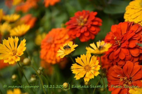 Eastlake P-Patch Garden @ Lake Union, Seattle WA
 Nikon D810 | 24-70mm f2.8 | No Post Processing