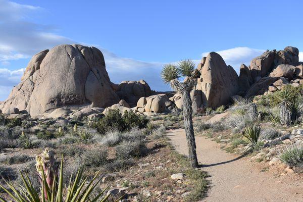 Glorious Joshua Tree National Park