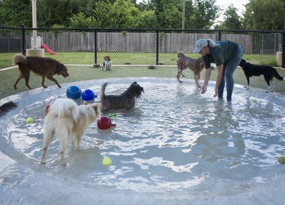 Small Dog Daycare has their very own splash pool, covered turf pavilion, huge grass yard and indoor air-conditioned play room!