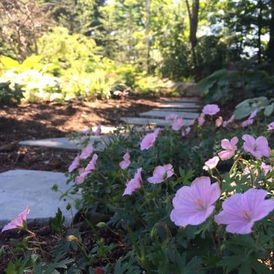 A new shade garden!