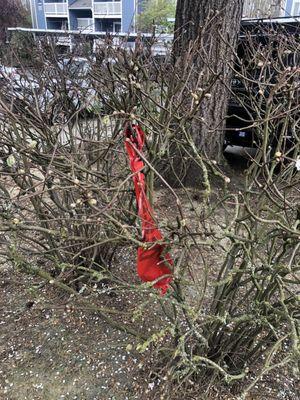 Caution tape left in bush