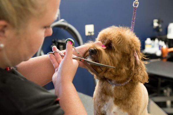 Grooming Services - My Best Friend Veterinary Center