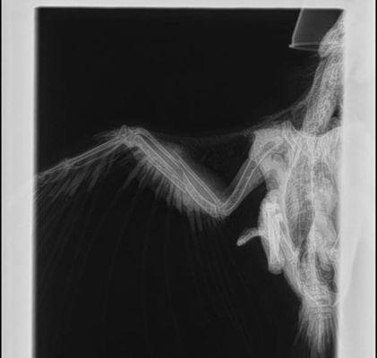 X-ray of the damage done to our bird