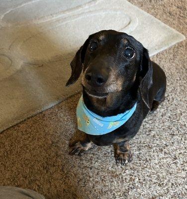 Bonita after her grooming with her complimentary bandana