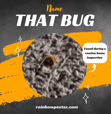 Bedbugs! Ewww! No worries, we can remove your bed bugs for good!