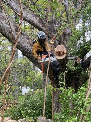 Raining day limb removal