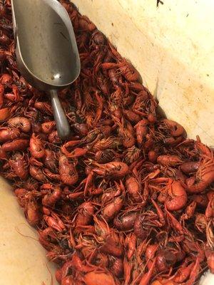 Crawfish