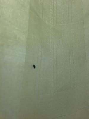 Bed bug enjoying a shower