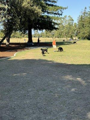 Dog park for large dogs