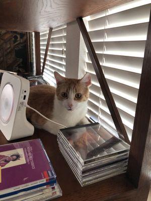 Fergus loves to perch in a bookcase.