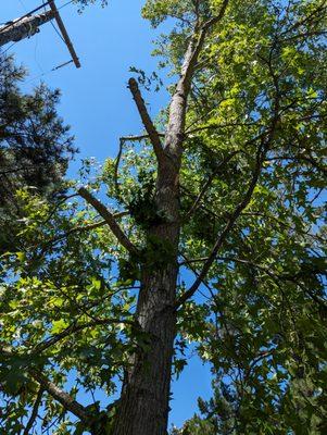 Heading cuts.  Not what an ISA-licensed arborist would do.