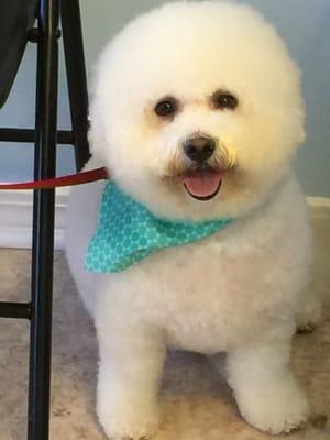 Bichon Frise