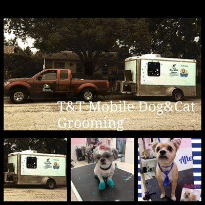 T&T Mobile Dog & Cat Grooming