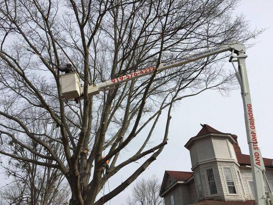 trimming big trees