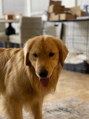 Loki came home with me last weekend. We had 2 wonderful Goldens (Logan and Madison) from Shadalane.