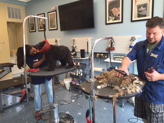 Missy getting a haircut!