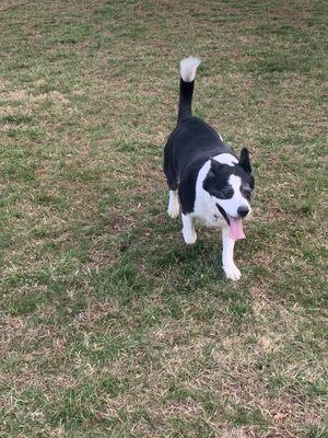 Sadie Mae enjoying her day in the park!