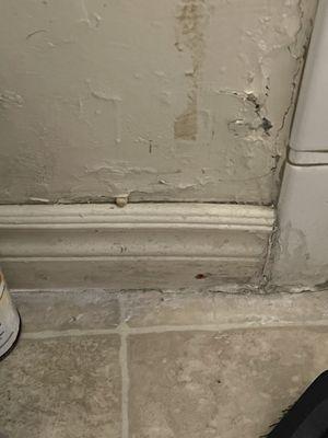 Mold breaking thru the wall