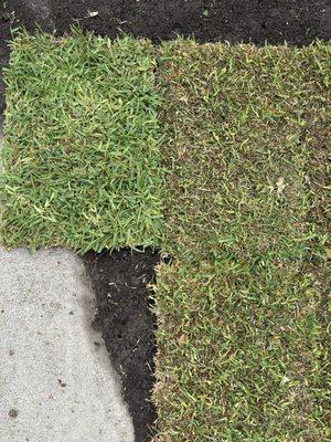 Sod from Delta Sod (Left) and Sod from another major store (Right)