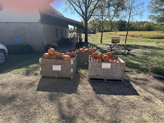 Pumpkins for sale