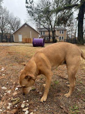 All natural, real grass, real trees ... real doggie daycare!