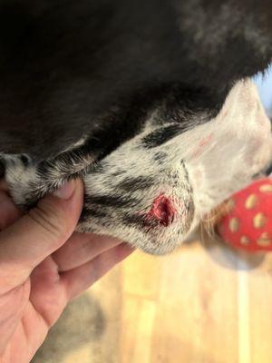 Hole in dogs lip