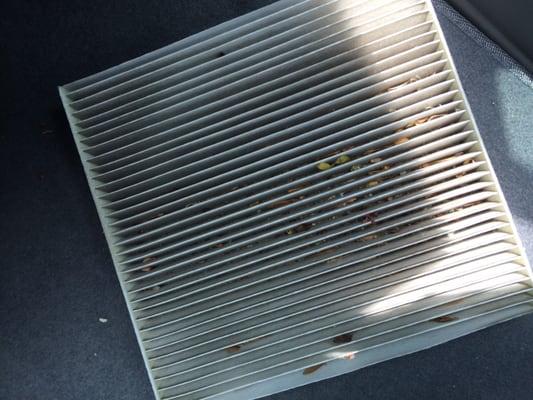 Filthy cabin air filter provided by brandfon honda !