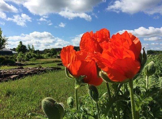 Bright Red Poppies awaiting the arrival of the bumble bees and other admirers.