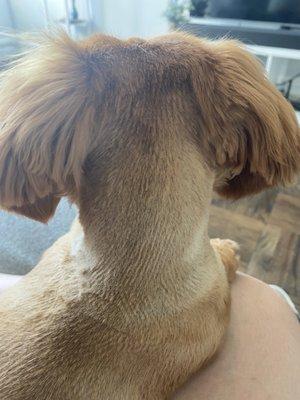 the back of her neck was clearly shaved too far up!