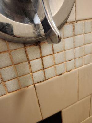 Mold in men's shower