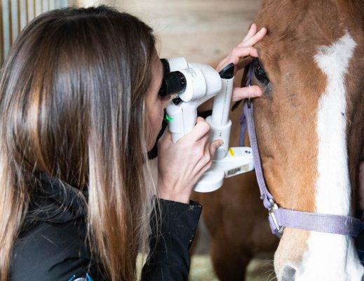 We are proud to provide ocular care to hard-working teams in our area, such as the Virginia Beach Patrol horses.