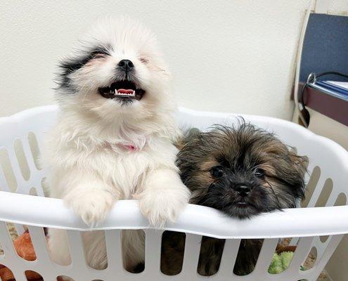 Prince and Princess beginning their puppy vaccines!