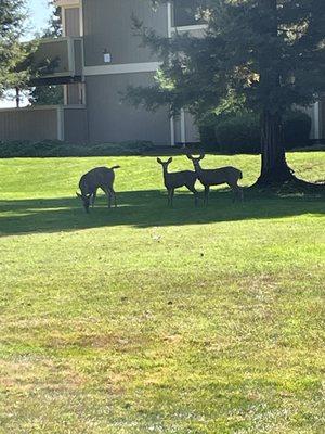 Deer behind our apartment